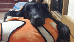 Flat-coated Retriever